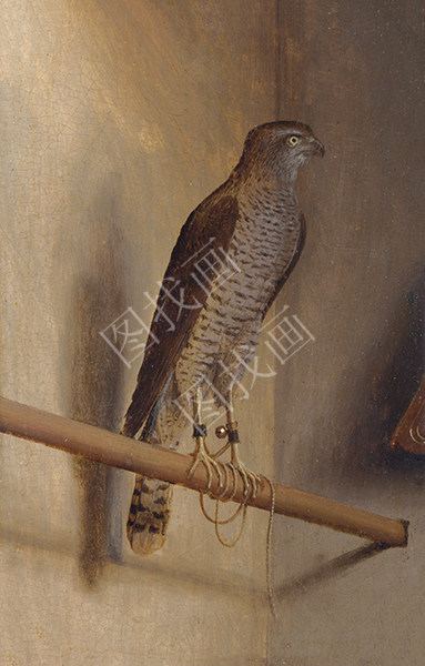 A Sparrowhawk